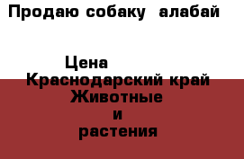 Продаю собаку “алабай“ › Цена ­ 5 000 - Краснодарский край Животные и растения » Собаки   . Краснодарский край